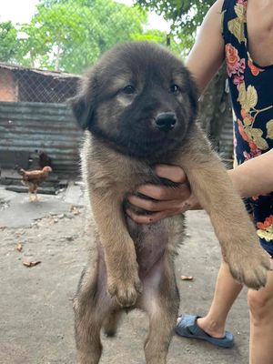 Chó cỏ xù nâu 3 tháng