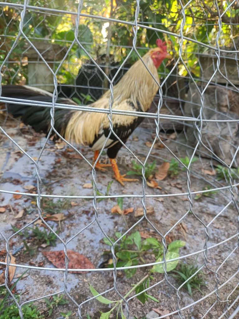 Gà chọi 3kg Vàng đen. Mua bán Gà tại Huyện Giồng Trôm Bến Tre được đăng bởi Huỳnh Loan Trang hình 1