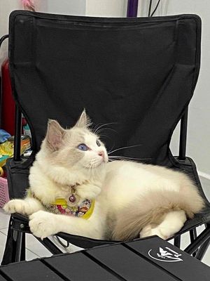 mèo ragdoll giá rẻ