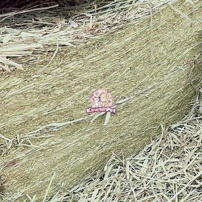 Cỏ Tymothy sấy khô - lọc bụi sẵn. Mua bán Phụ kiện, Thức ăn, Dịch vụ tại Huyện Hóc Môn Tp Hồ Chí Minh được đăng bởi Kawaii Pet