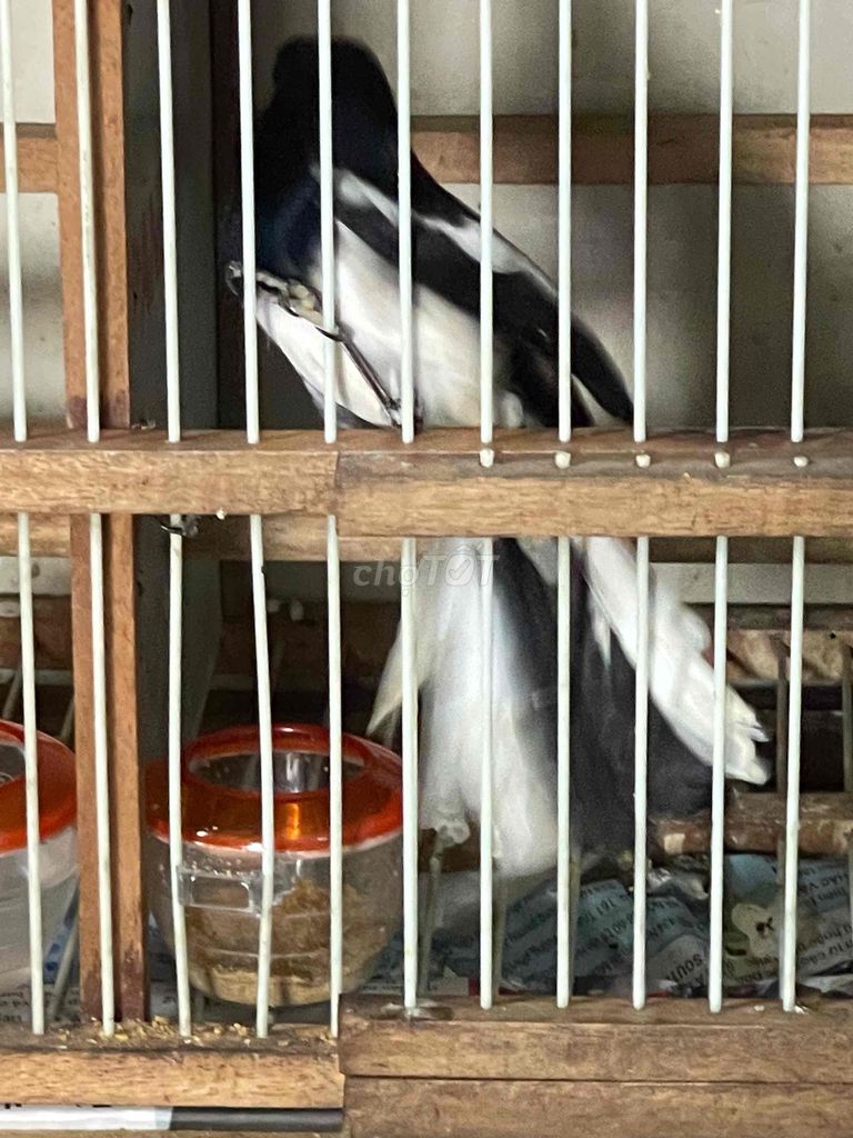 Chim chích chòe đen trắng đuôi xòe. Mua bán Chim tại Quận Bình Thạnh Tp Hồ Chí Minh được đăng bởi Nguyễn ngọc bảo hình 1