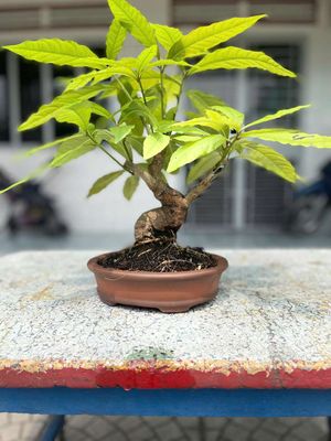 Bán cây lộc vừng bonsai. Mua bán Cây cảnh, đồ trang trí tại Quận 12 Tp Hồ Chí Minh được đăng bởi Tân