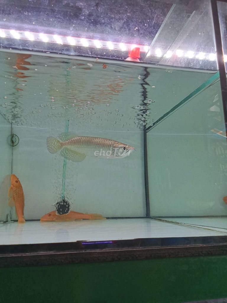 Cá Kim Long Úc 20cm khỏe mạnh. Mua bán Thú cưng khác tại Thành phố Dĩ An Bình Dương được đăng bởi balabal hình 1