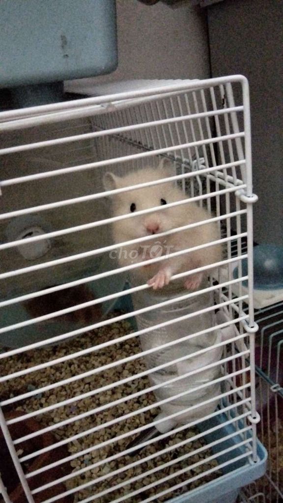 Chuột Hóc Môn q12 có ship. Mua bán Thú cưng khác tại Huyện Hóc Môn Tp Hồ Chí Minh được đăng bởi Quyên hình 1