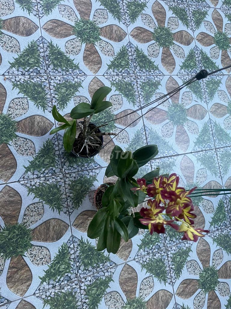 Lan Chớp Vàng Đỏ - Đỏ Tím. Mua bán Cây cảnh, đồ trang trí tại Huyện Hóc Môn Tp Hồ Chí Minh được đăng bởi Tiến Tăng hình 1