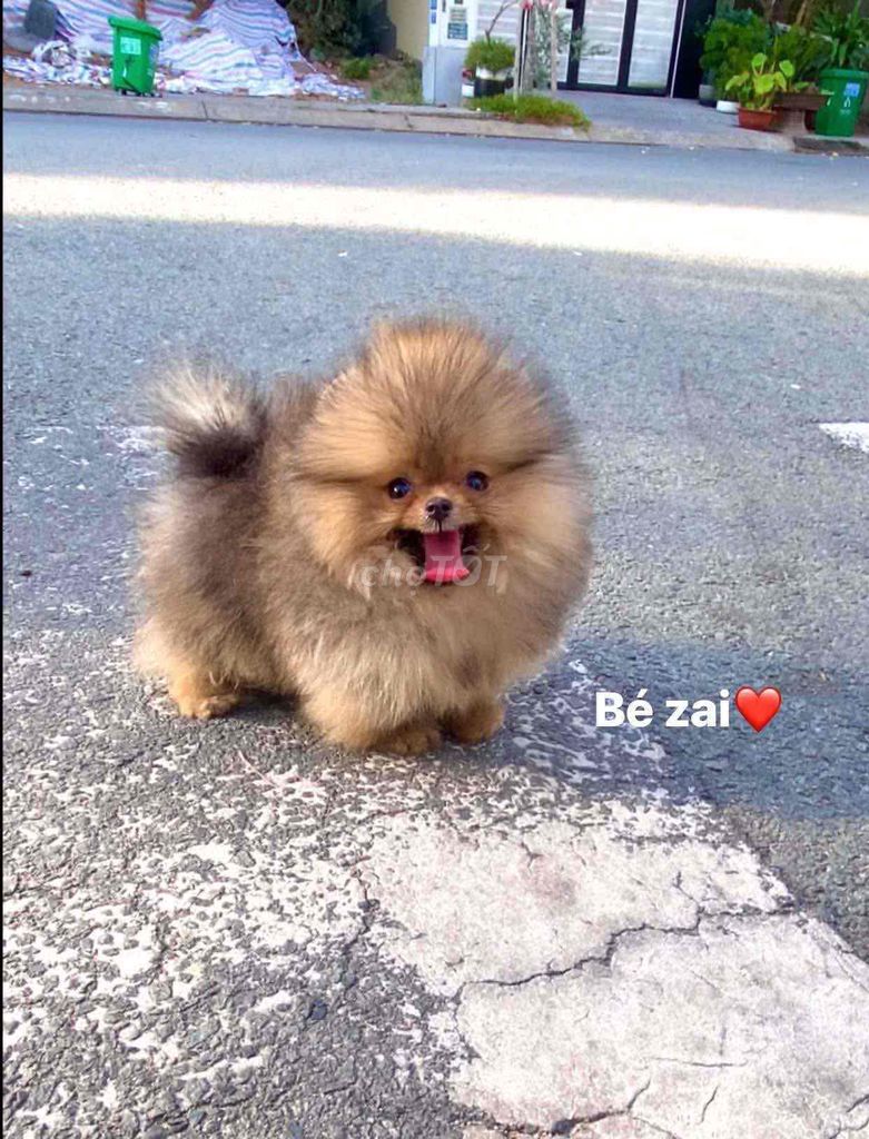 Pom đực cam mini siêu cute. Mua bán Chó tại Quận 7 Tp Hồ Chí Minh được đăng bởi Tạ Duy Lâm hình 5