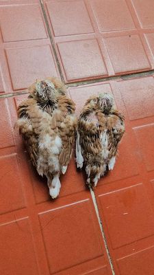 3 CU GÁY THÁI CẶP RIN VÀ LẺ. Mua bán Chim tại Thành phố Thủ Đức Tp Hồ Chí Minh được đăng bởi Hung