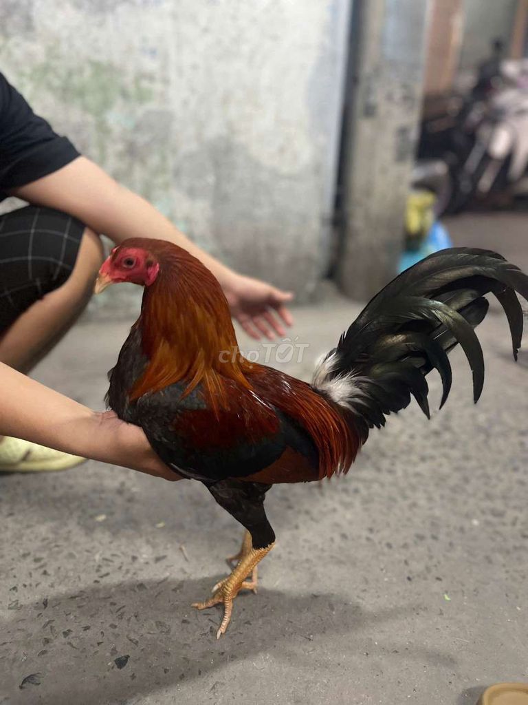 Gà Cuban Sweater đực. Mua bán Gà tại Quận 6 Tp Hồ Chí Minh được đăng bởi Phúc Nguyễn hình 1