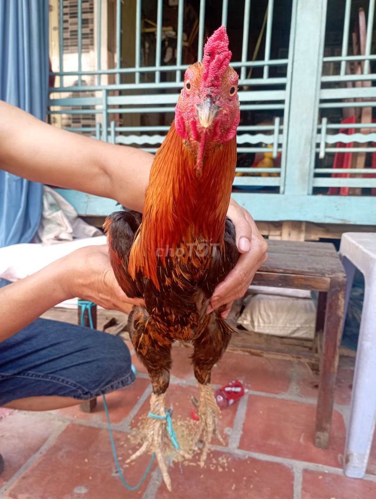 Gà chọi Nâu đỏ 2.5kg. Mua bán Gà tại Huyện Chợ Mới An Giang được đăng bởi Phan Văn Trúc hình 1