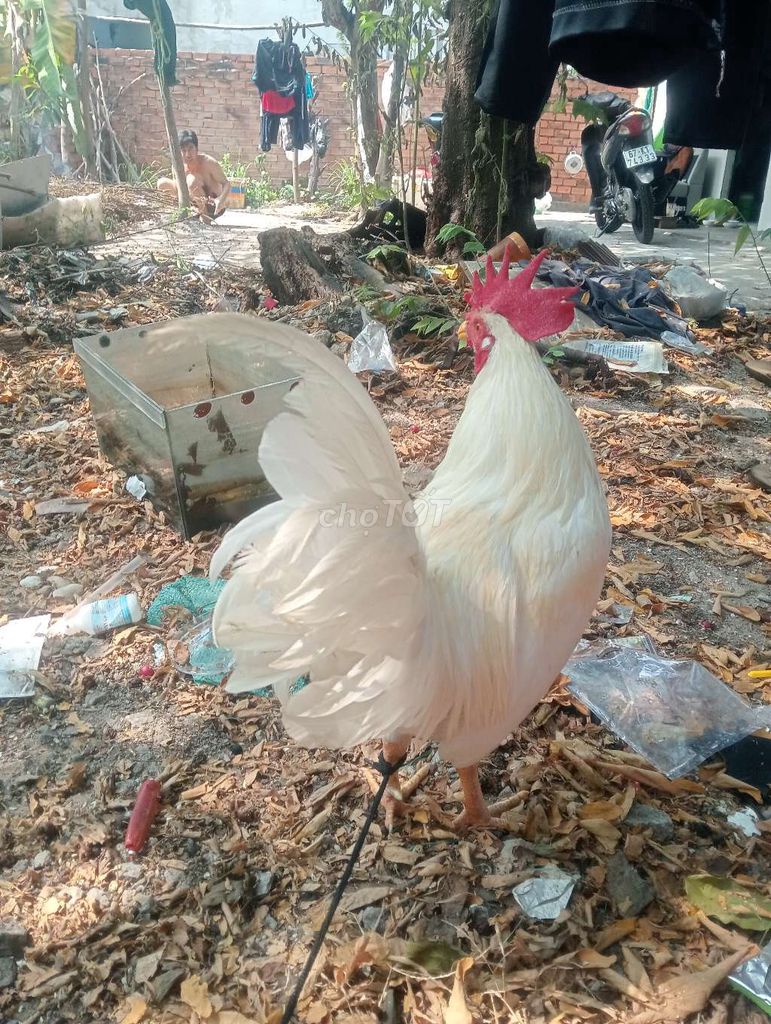 Gà tre cả hai màu trắng. Mua bán Gà tại Thị xã Bến Cát Bình Dương được đăng bởi siu mỹ hình 1