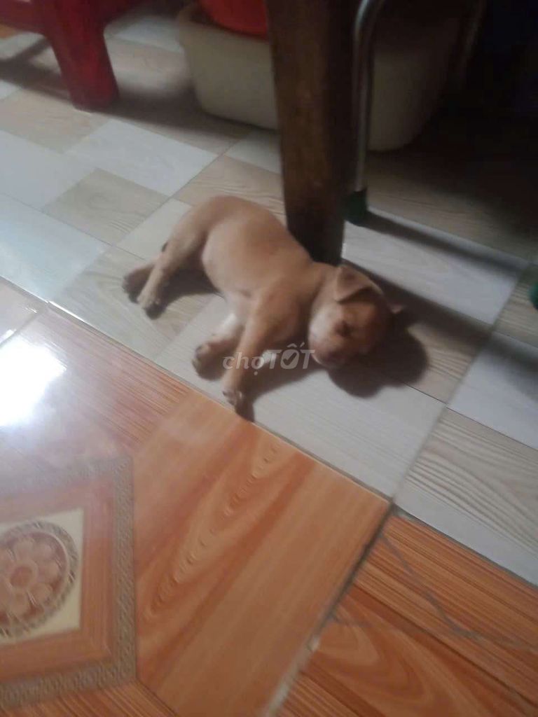 Chó Phốc Đực Cái 5 con. Mua bán Chó tại Quận Liên Chiểu Đà Nẵng được đăng bởi Khôi KS hình 1