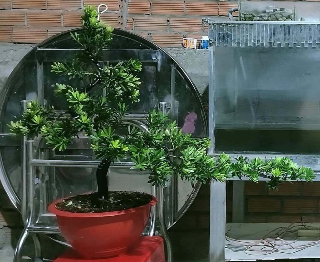 Tùng kim cương bonsai