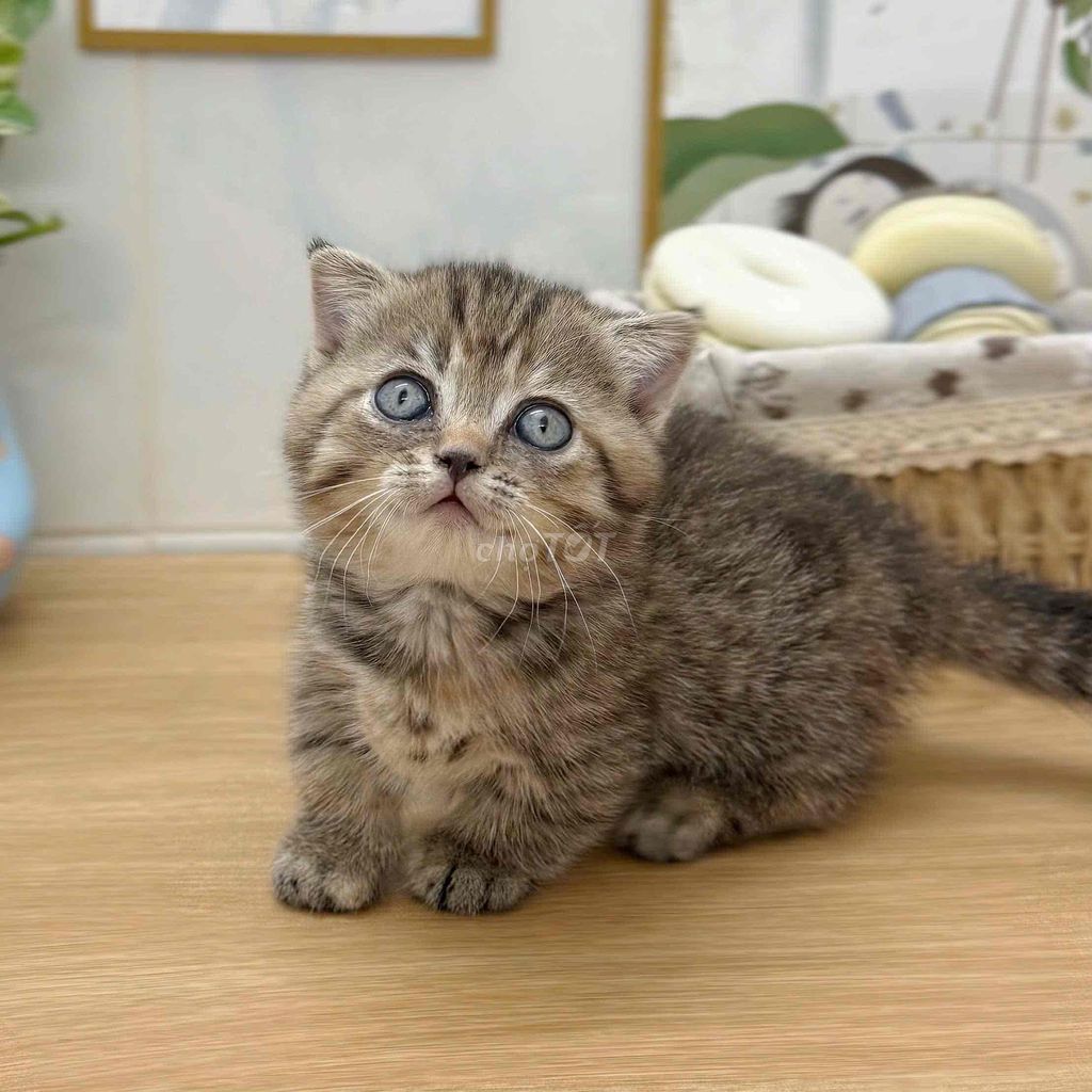Mèo Anh chân lùn tabby. Mua bán Mèo tại Quận 4 Tp Hồ Chí Minh được đăng bởi GaDu Cat hình 1