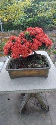 Cây mẫu đơn bonsai