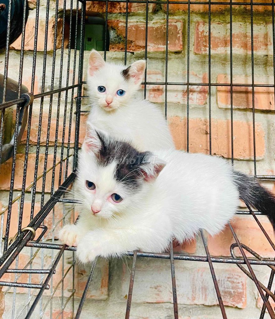 Mèo ALN lai mèo ta Trắng đen. Mua bán Mèo tại Thành phố Huế Thừa Thiên Huế được đăng bởi Binh điện tử Huế hình 1