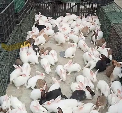 Thỏ Newzealand - Thú cưng thả vườn