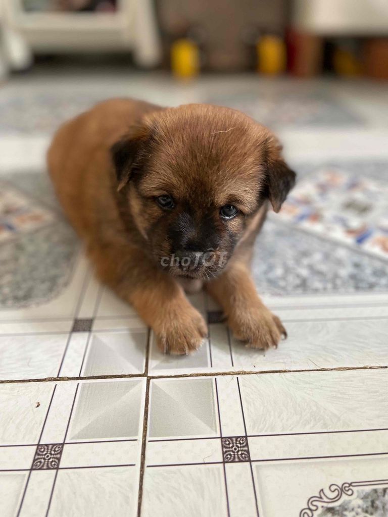 Chó con 1 tháng tuổi. Mua bán Chó tại Quận Ninh Kiều Cần Thơ được đăng bởi Boss tìm sen hình 1