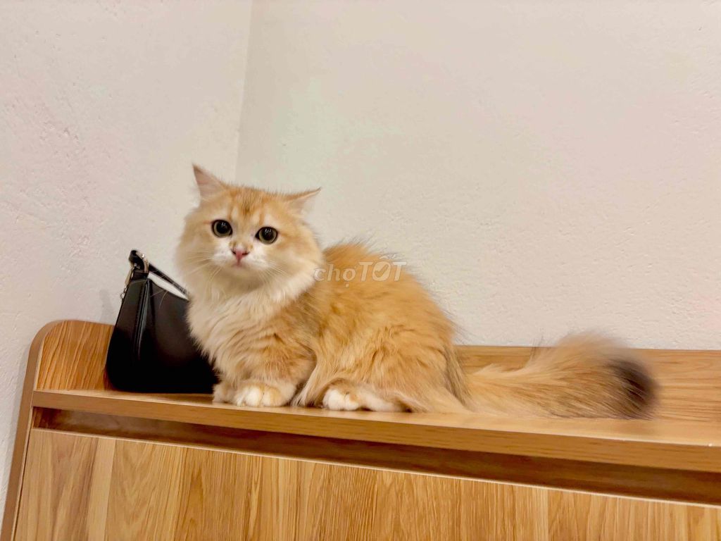 ALD golden ny12 tone red chân lùn đực (fix nhẹ). Mua bán Mèo tại Huyện Yên Phong Bắc Ninh được đăng bởi Tina hình 6