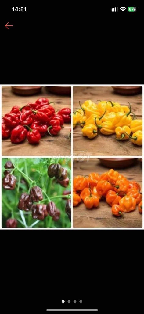 Cây ớt ăn làm cảnh cay nhất thế giới. Mua bán Cây cảnh, đồ trang trí tại Thành phố Long Xuyên An Giang được đăng bởi Nobita hình 1