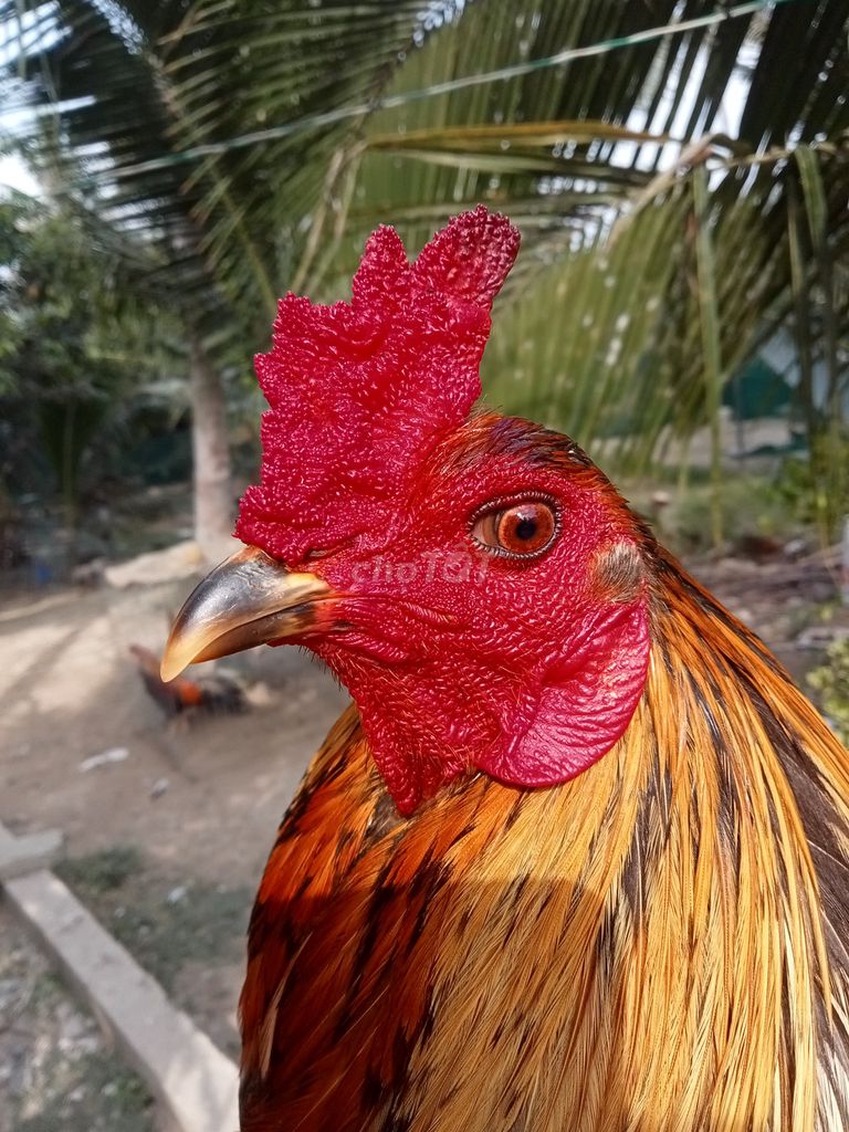 Xám chân điểm 2.9kg. Mua bán Gà tại Thành phố Trà Vinh Trà Vinh được đăng bởi Mai thien dung hình 1