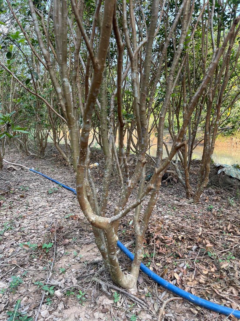 Cần bán gấp khoảng 100 gốc nho thân gỗ. Giá chỉ từ. Mua bán Cây cảnh, đồ trang trí tại Thành phố Cao Lãnh Đồng Tháp được đăng bởi Hùng hình 1