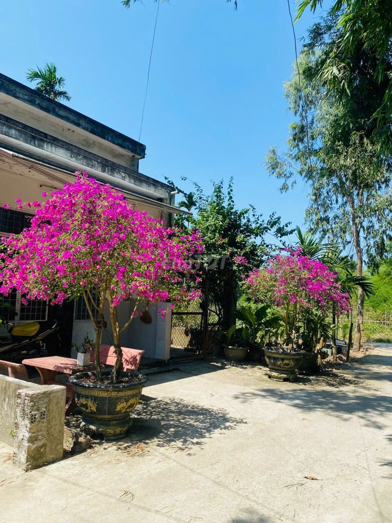 2 Chậu nấm hoa giấy rực rỡ quanh năm. Mua bán Cây cảnh, đồ trang trí tại Huyện Hòa Vang Đà Nẵng được đăng bởi Lê trọng cầu hình 1