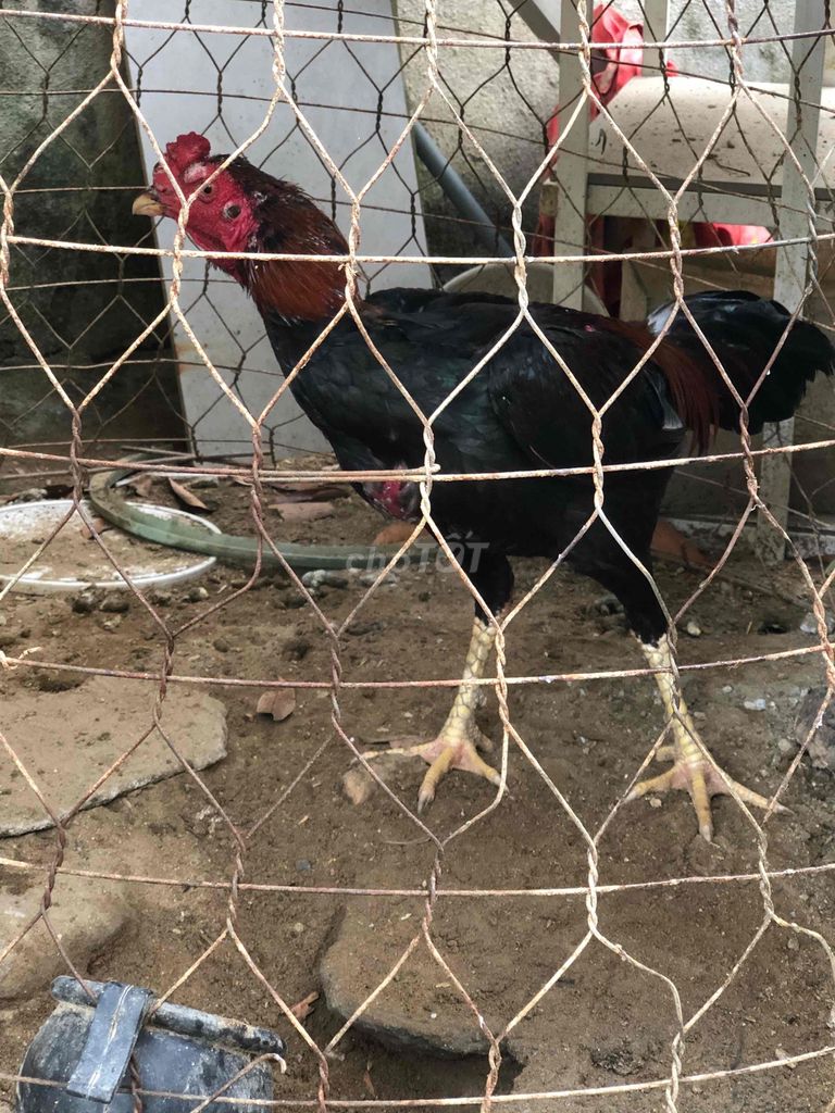 Gà Tía 2,8kg. Mua bán Gà tại Quận Ngũ Hành Sơn Đà Nẵng được đăng bởi Phong hình 1