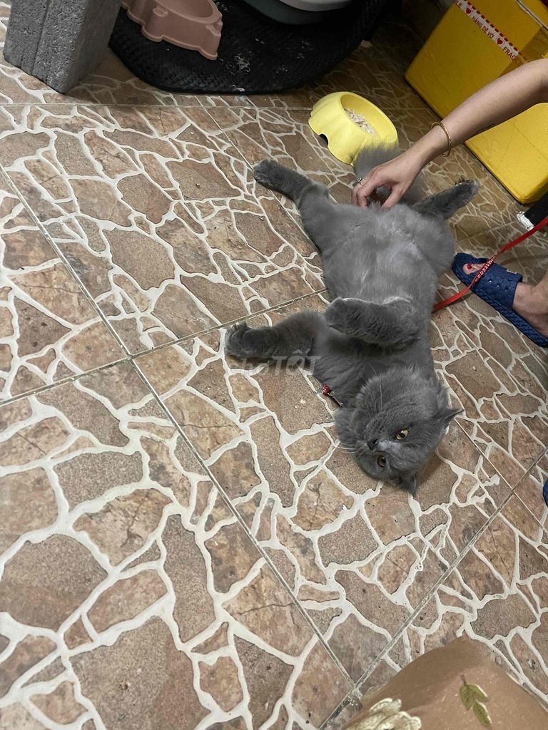 Mèo Anh lông ngắn màu xám đực. Mua bán Mèo tại Quận Sơn Trà Đà Nẵng được đăng bởi Amaterasu hình 6