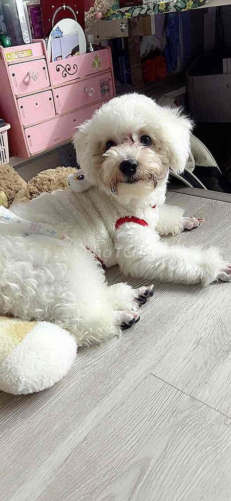 Chó Poodle đực 6 tháng 3kg Trắng. Mua bán Chó tại Quận 10 Tp Hồ Chí Minh được đăng bởi Huỳnh kiết nghi hình 1