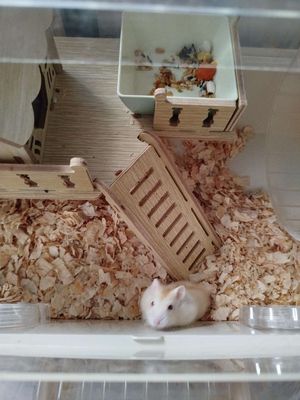 Combo lồng mica và hamster ww mập ú. Mua bán Thú cưng khác tại Quận Bình Tân Tp Hồ Chí Minh được đăng bởi Kiều Diễm