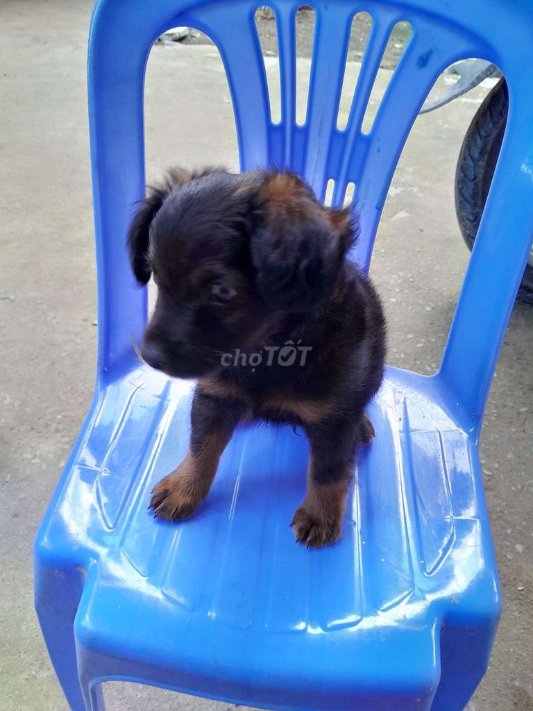 Cần bán gấp bé chó Poodle. Mua bán Chó tại Huyện Hóc Môn Tp Hồ Chí Minh được đăng bởi Nguyenbao hình 2