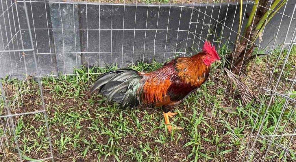 3.4kg tơ mới úp bội trạng còn lên. Mua bán Gà tại Quận Cái Răng Cần Thơ được đăng bởi đam mê hình 1