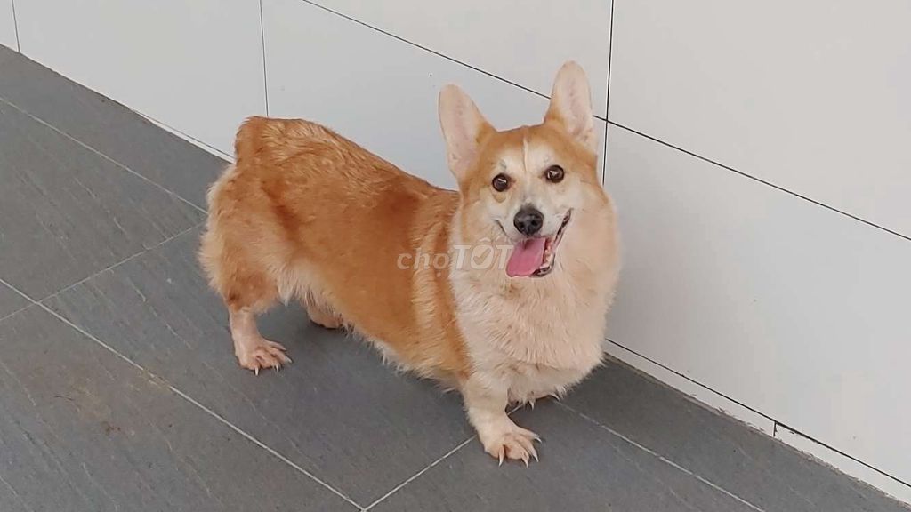 Corgi Cái.