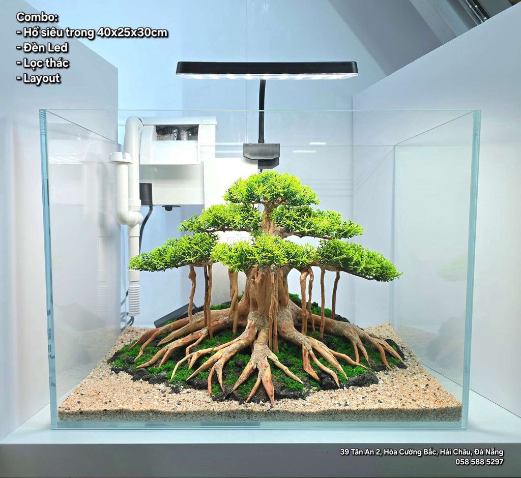 Combo hồ siêu trong 40x25x30 layout bonsai cổ thụ