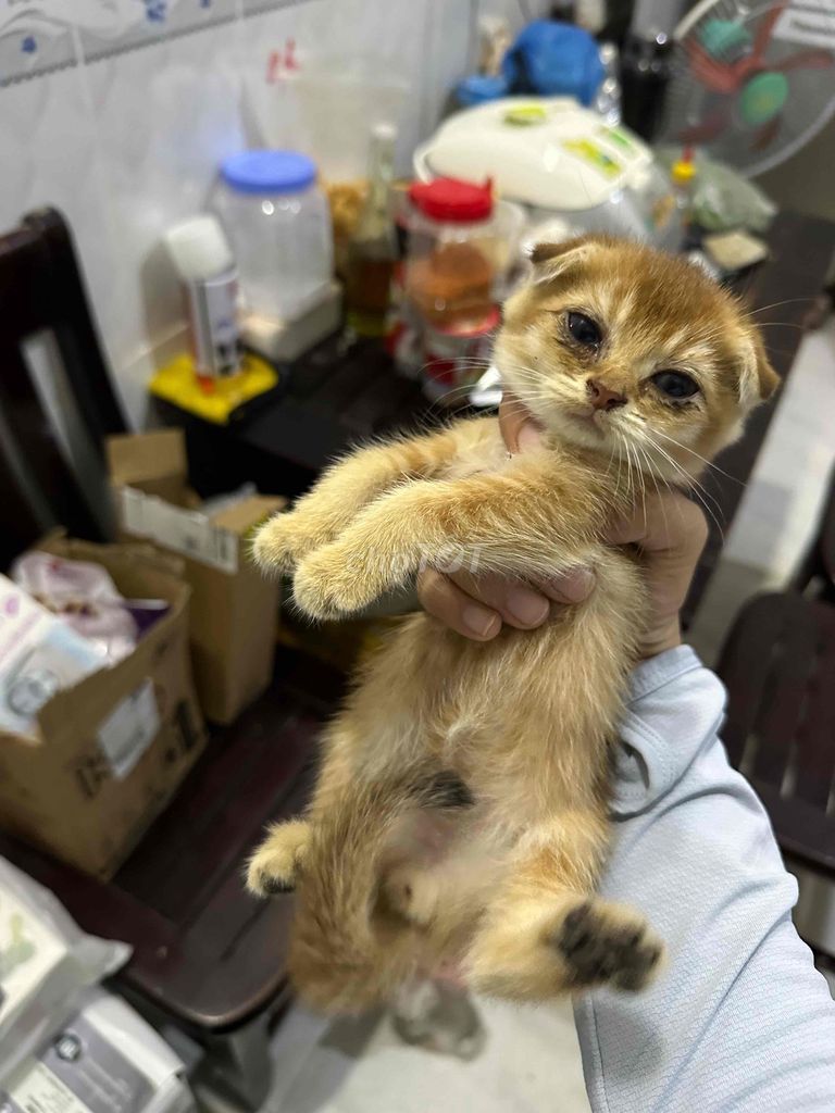 Mèo anh lông ngắn tai cụp. Mua bán Mèo tại Huyện Nhà Bè Tp Hồ Chí Minh được đăng bởi Mây  hình 1