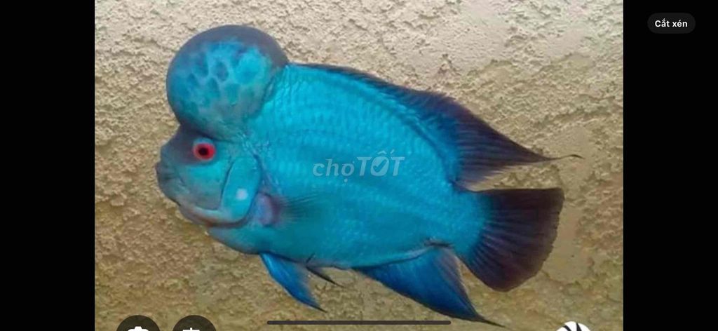 Cá La Hán màu Xanh. Mua bán Thú cưng khác tại Quận 4 Tp Hồ Chí Minh được đăng bởi lộc dương hình 1