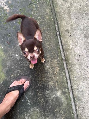 chó chihuahua đực màu sôcôla nhận giống phối. Mua bán Phụ kiện, Thức ăn, Dịch vụ tại Quận Phú Nhuận Tp Hồ Chí Minh được đăng bởi Đỗ khắc tiếng