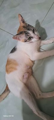 Mèo Tam thể Cái Đã tiêm phòng