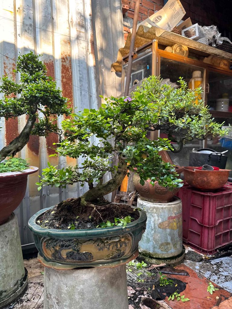 Nguyệt quế dáng fom lùm thân xanh múp. Mua bán Cây cảnh, đồ trang trí tại Huyện Củ Chi Tp Hồ Chí Minh được đăng bởi nguyễn quốc Thắng hình 1