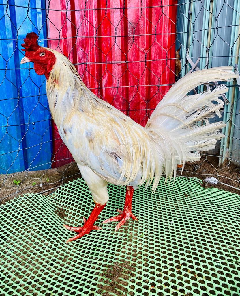 Gà chọi 3.5kg Trắng chân hồng. Mua bán Gà tại Quận Cái Răng Cần Thơ được đăng bởi chicken heniken hình 1