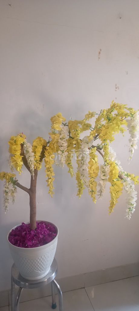 Cây hoàng yến osaka - 2604-1532. Mua bán Cây cảnh, đồ trang trí tại Quận Bình Tân Tp Hồ Chí Minh được đăng bởi Thành Luân hình 1