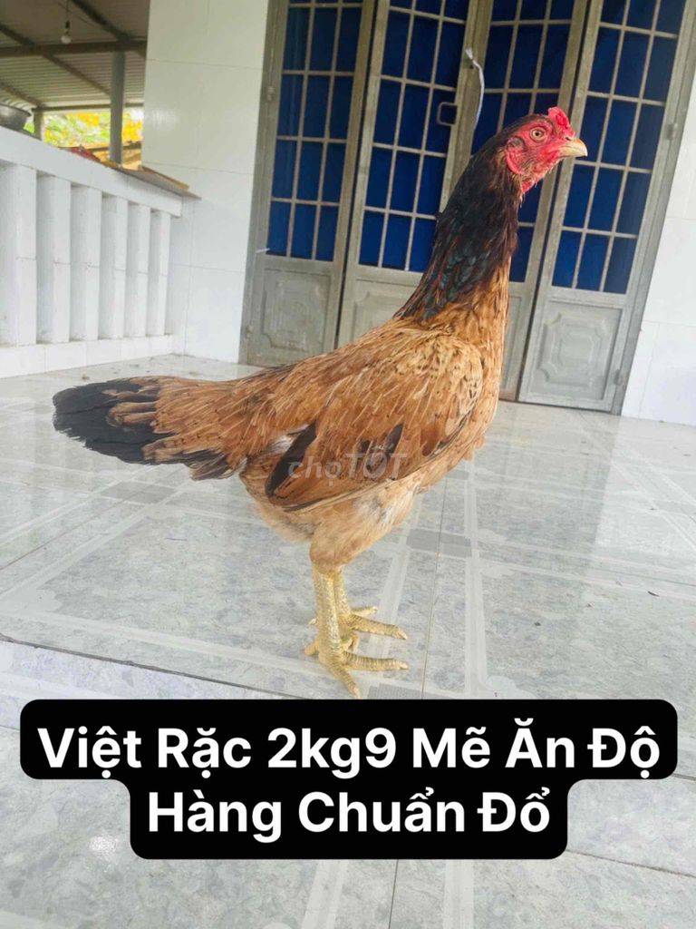 Việt Rặc 2kg9 Mẽ Ra Con Lớn Ký Ăn Độ