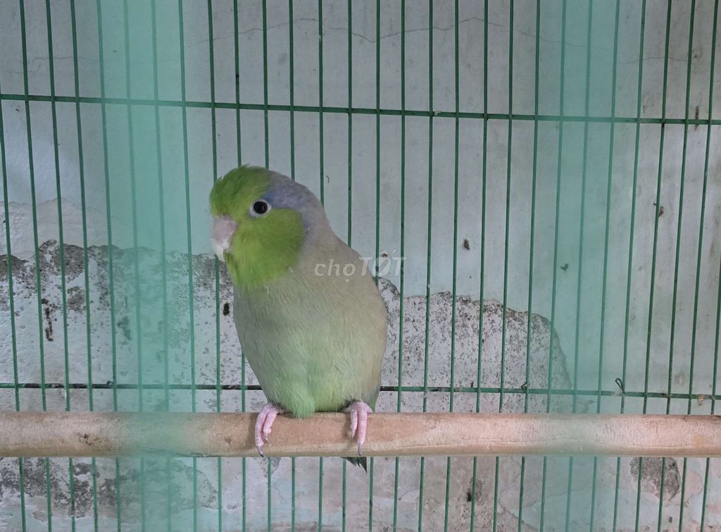 Chim cảnh trưởng thành hót hay dáng đẹp khỏe mạnh. Mua bán Chim tại Quận Gò Vấp Tp Hồ Chí Minh được đăng bởi Tony hình 1