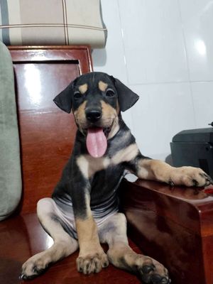 Bé Rottweiler đực lai thông minh