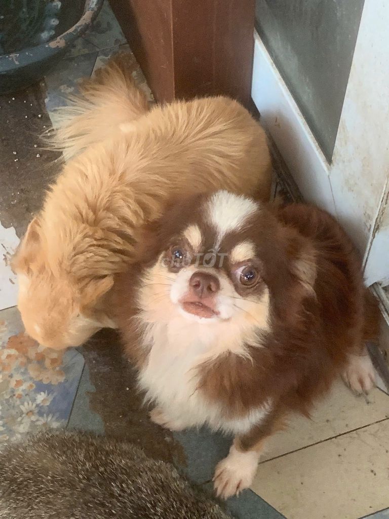 Chó Chihuahua trung bình đực trưởng thành. Mua bán Chó tại Thành phố Thủ Đức Tp Hồ Chí Minh được đăng bởi Thanh Nguyen hình 1