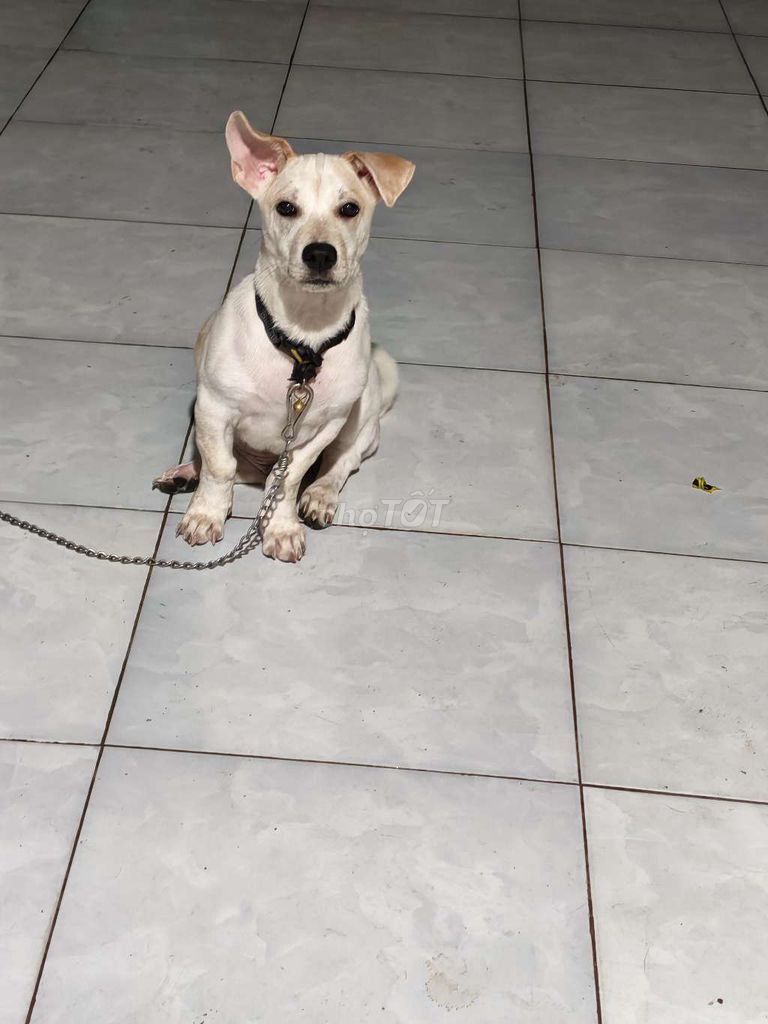 Chó Labrador lai f1 trắng 5 tháng đã tiêm. Mua bán Chó tại Huyện Hòa Thành Tây Ninh được đăng bởi Đồ cũ  hình 1