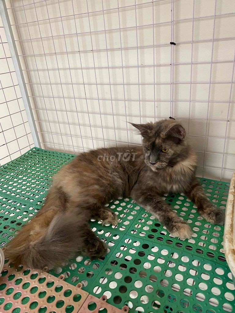 Mèo Maine Coon Cái Tam thể Dày mượt. Mua bán Mèo tại Quận 8 Tp Hồ Chí Minh được đăng bởi Tony Minh hình 1