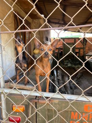 2 em Chó phốc hươu