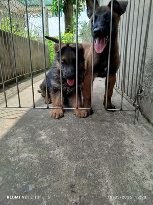 Chó Becgie Đức cái rất đẹp