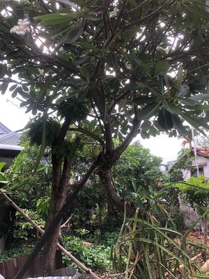 cây sứ trắng, cây lộc vừng, cấy trâm. Mua bán Cây cảnh, đồ trang trí tại Thành phố Thủ Dầu Một Bình Dương được đăng bởi Hiêu